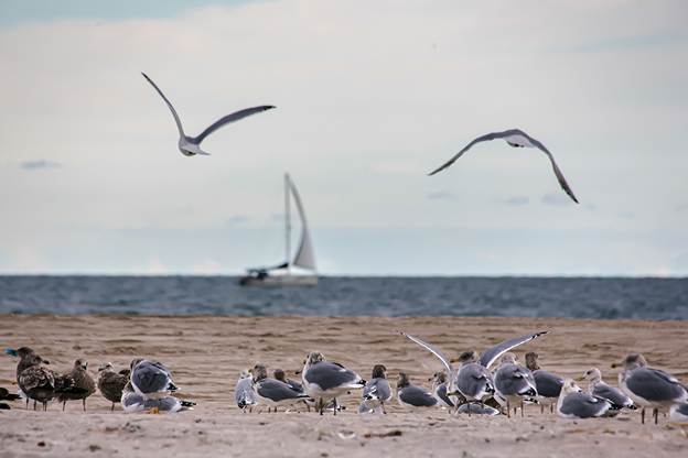 Island Beach State Park. Photo by Michael McCarthy.